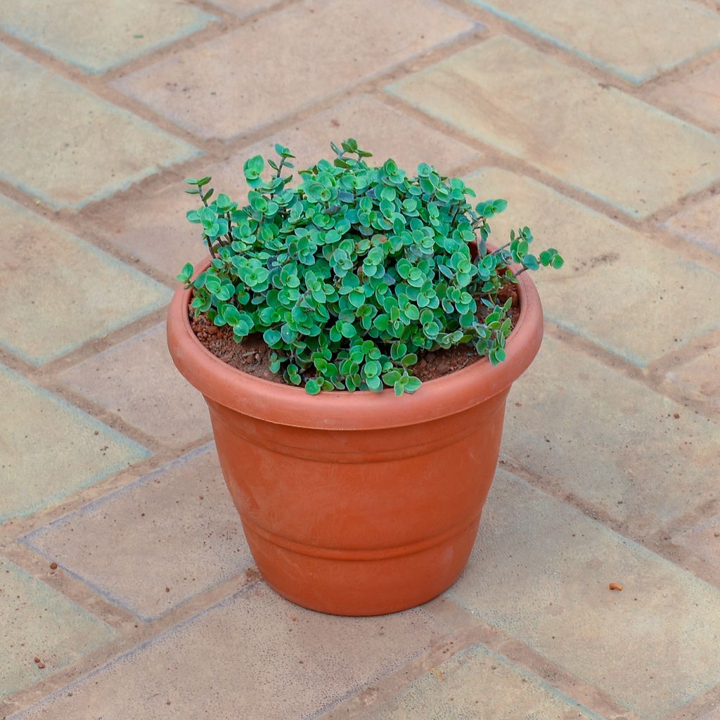 Turtle Vine Black in 7 Inch Classy Red Plastic Pot