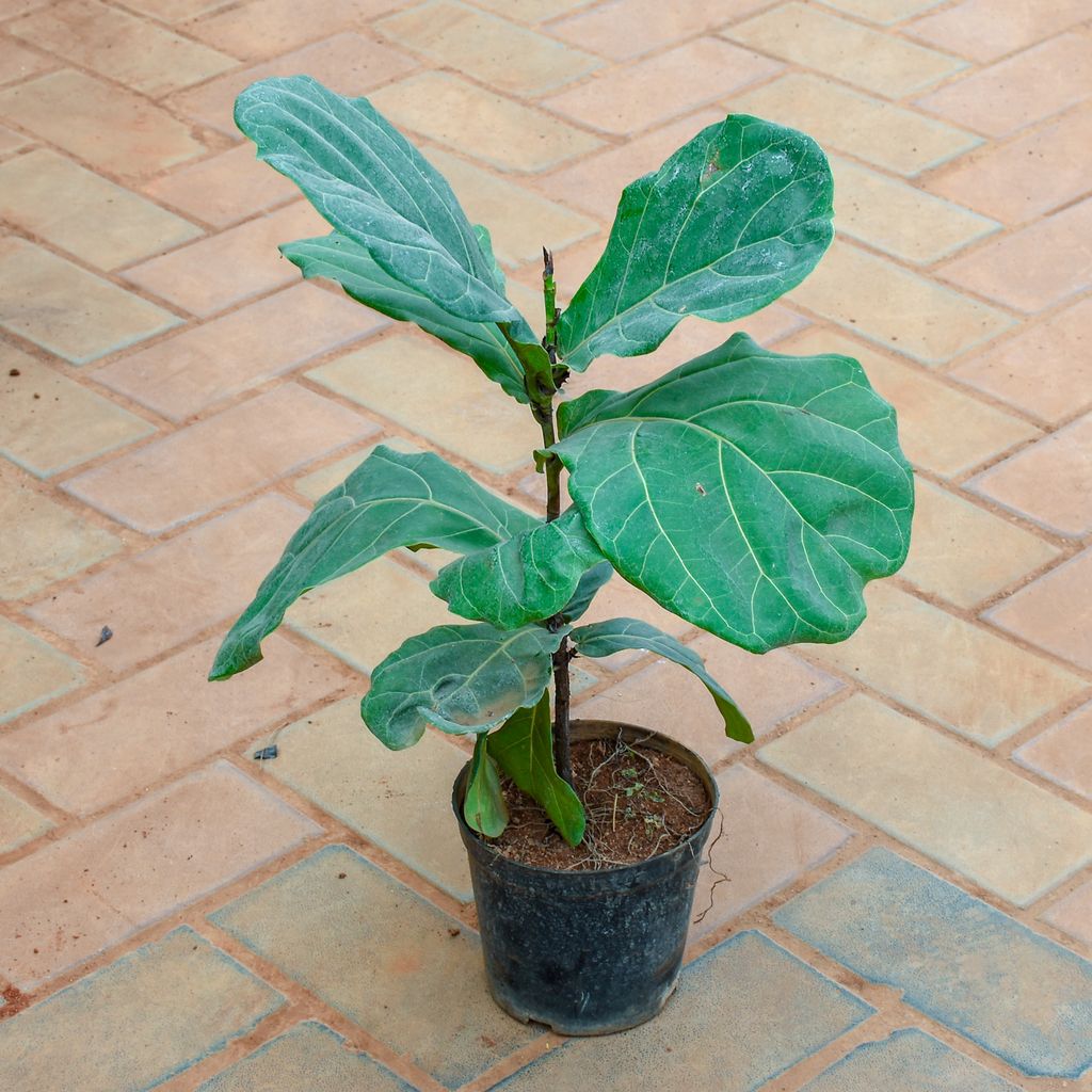 Fiddle Leaf Fig / Ficus Lyrata (~ 1.5 Ft) in 5 Inch Nursery Pot