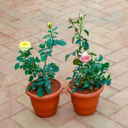 Buy Set Of 2 - Rose / Gulab (Pink &Yellow) in 7 Inch Classy Red Plastic Pot Online | Urvann.com