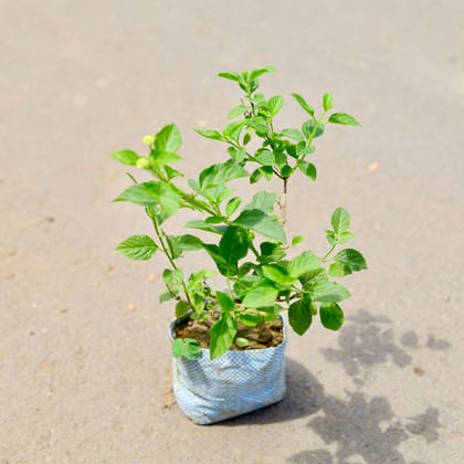 Buy Lantana (any colour) in 4 inch Nursery Bag Online | Urvann.com