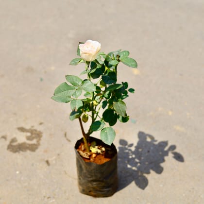 Buy English Rose (any colour) in 4 Inch Nursery Bag Online | Urvann.com