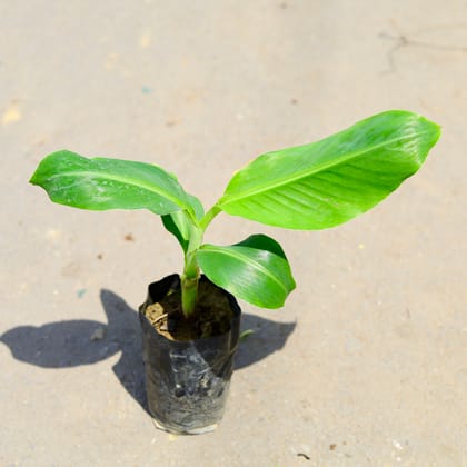 Buy Banana Plant in 4 Inch Nursery Bag Online | Urvann.com