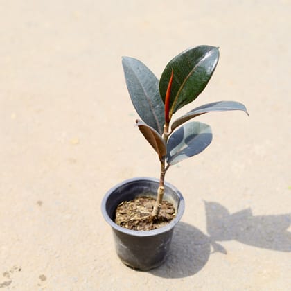 Buy Rubber Plant in 4 inch Nursery Pot Online | Urvann.com