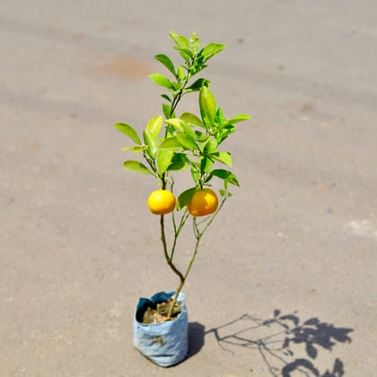 Buy Narangi / China Orange in 4 Inch Nursery Bag Online | Urvann.com
