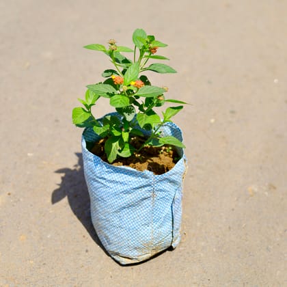 Buy Lantana (any colour) in 5 inch Nursery bag Online | Urvann.com