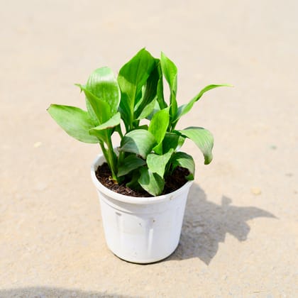 Buy Peace Lily (any colour) in 4 Inch Nursery Pot Online | Urvann.com