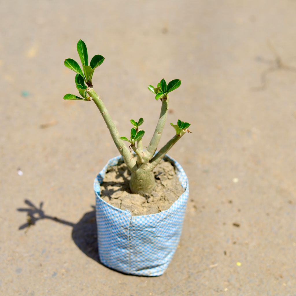Adenium (any colour) in 4 Inch Nursery Bag
