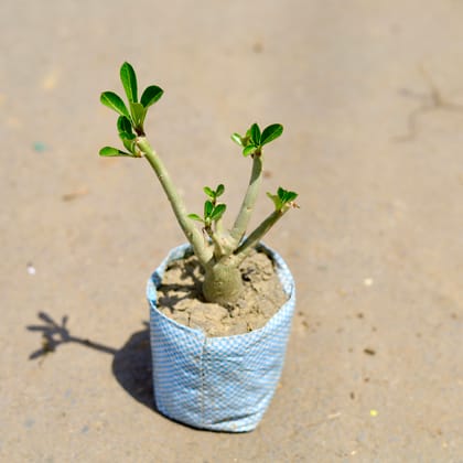 Buy Adenium (any colour) in 4 Inch Nursery Bag Online | Urvann.com