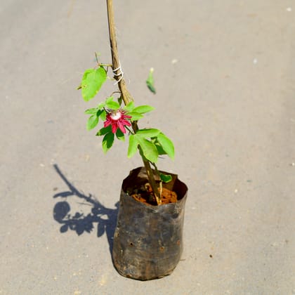 Buy Passiflora / Passion Flower / Rakhi Bel (any colour) in 4 Inch Nursery Bag Online | Urvann.com