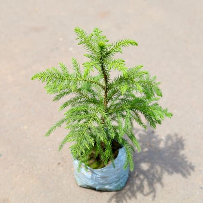 Buy Araucaria / Christmas Tree in 5 Inch Nursery Bag Online | Urvann.com