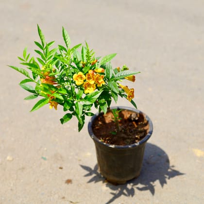 Buy Tecoma (any colour) in 4 Inch Nursery Pot Online | Urvann.com