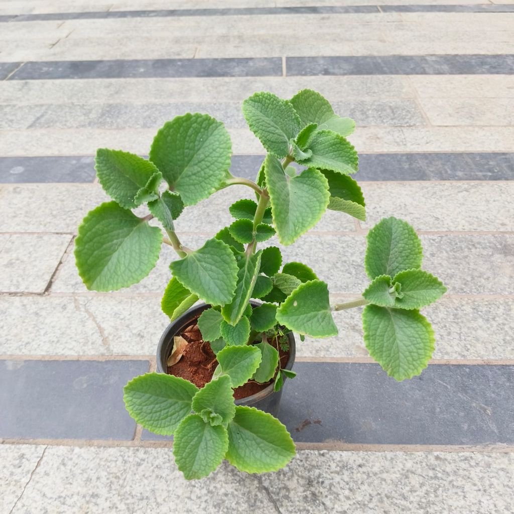 Ajwain in 4 Inch Nursery Pot