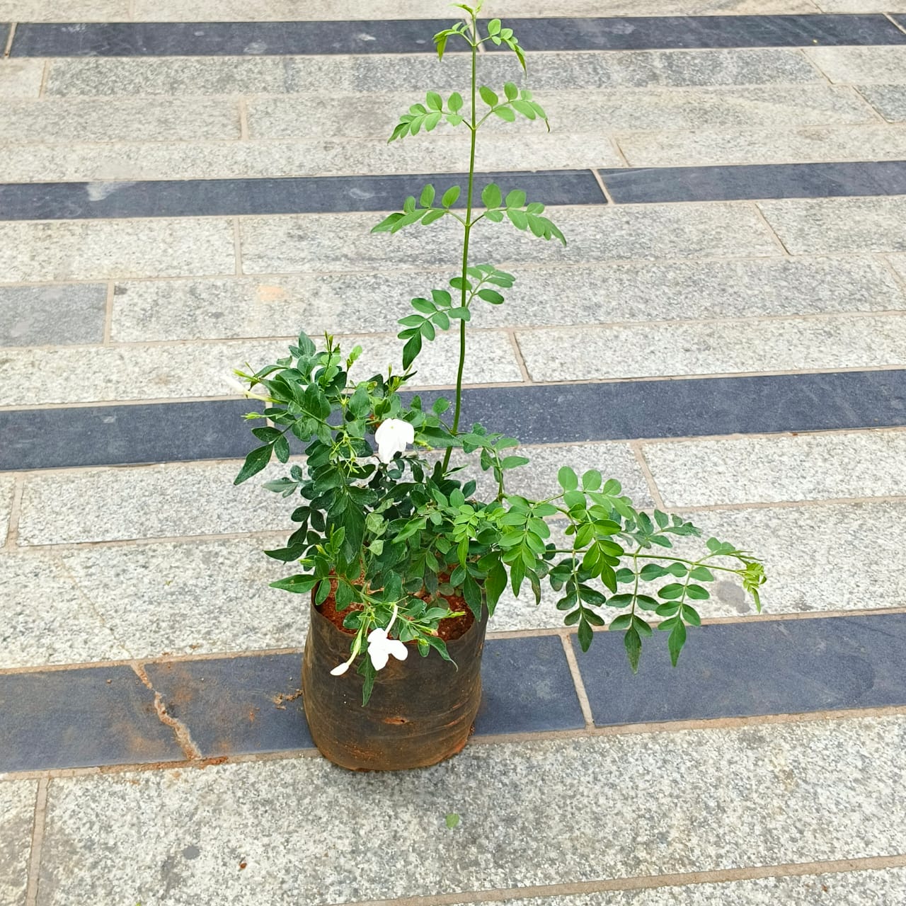 Jagi Malge / Jasmine in 5 inch Nursery Bag