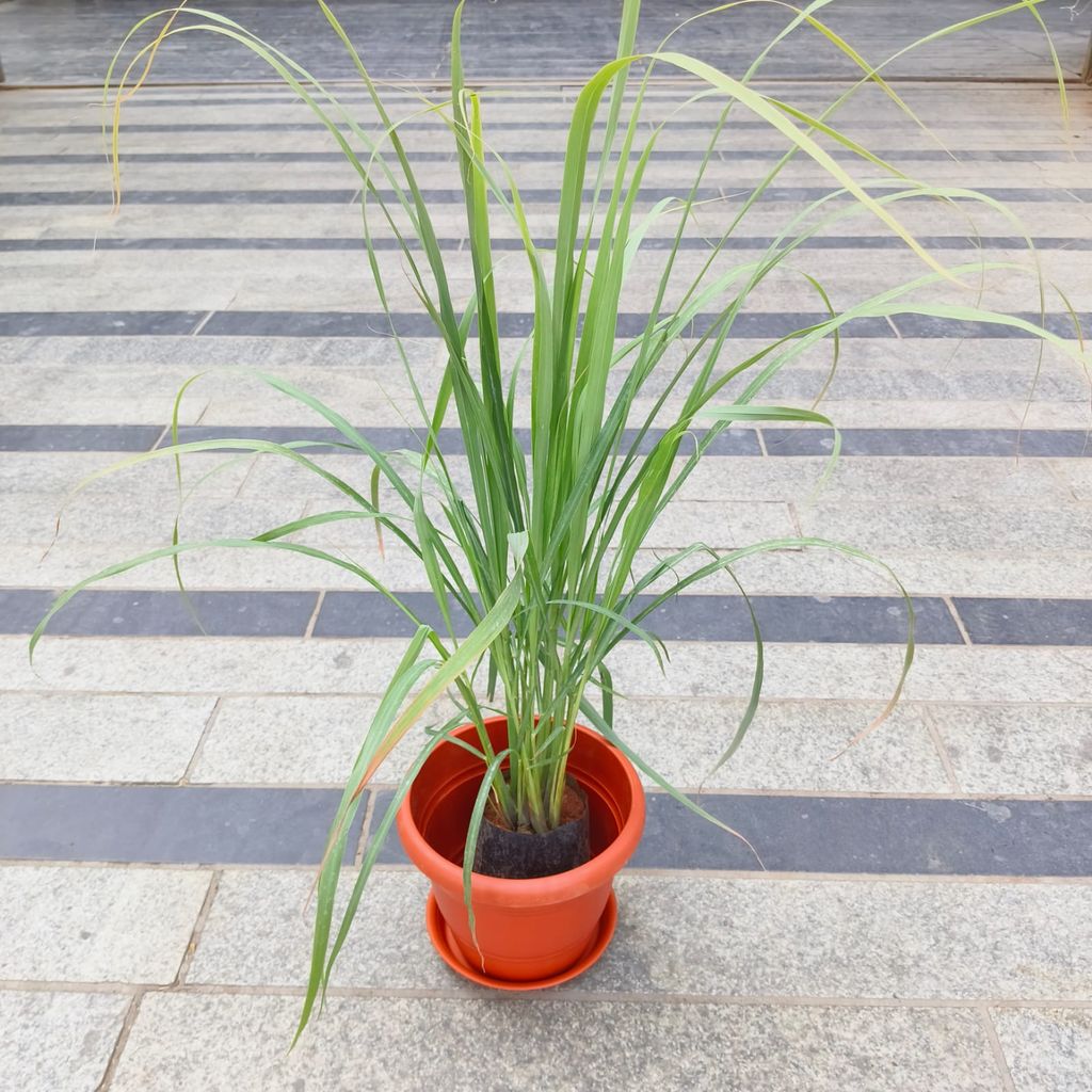 Lemon Grass in 7 Inch Classy Red Plastic Pot with Tray