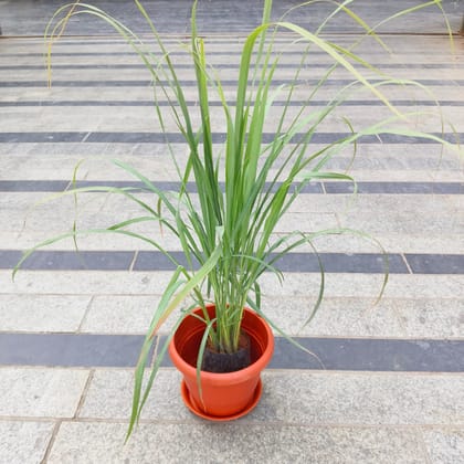 Buy Lemon Grass in 7 Inch Classy Red Plastic Pot with Tray Online | Urvann.com