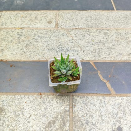 Buy Haworthia Zebrina in 3 inch Nursery Bag Online | Urvann.com