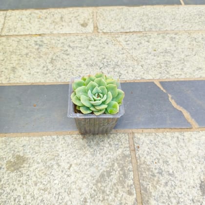 Buy Echeveria elegans Green Succulent in 3 inch Nursery Bag Online | Urvann.com