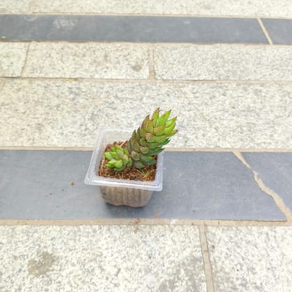 Buy Haworthia Pumila Succulent in 3 inch Nursery Bag Online | Urvann.com