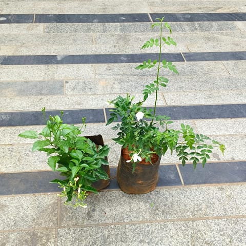 Nitya Malge & Jagi Malge / Jasmine in 5 inch Nursery Bag