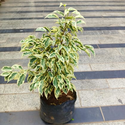 Buy Ficus Starlight in 6 inch Nursery Bag Online | Urvann.com