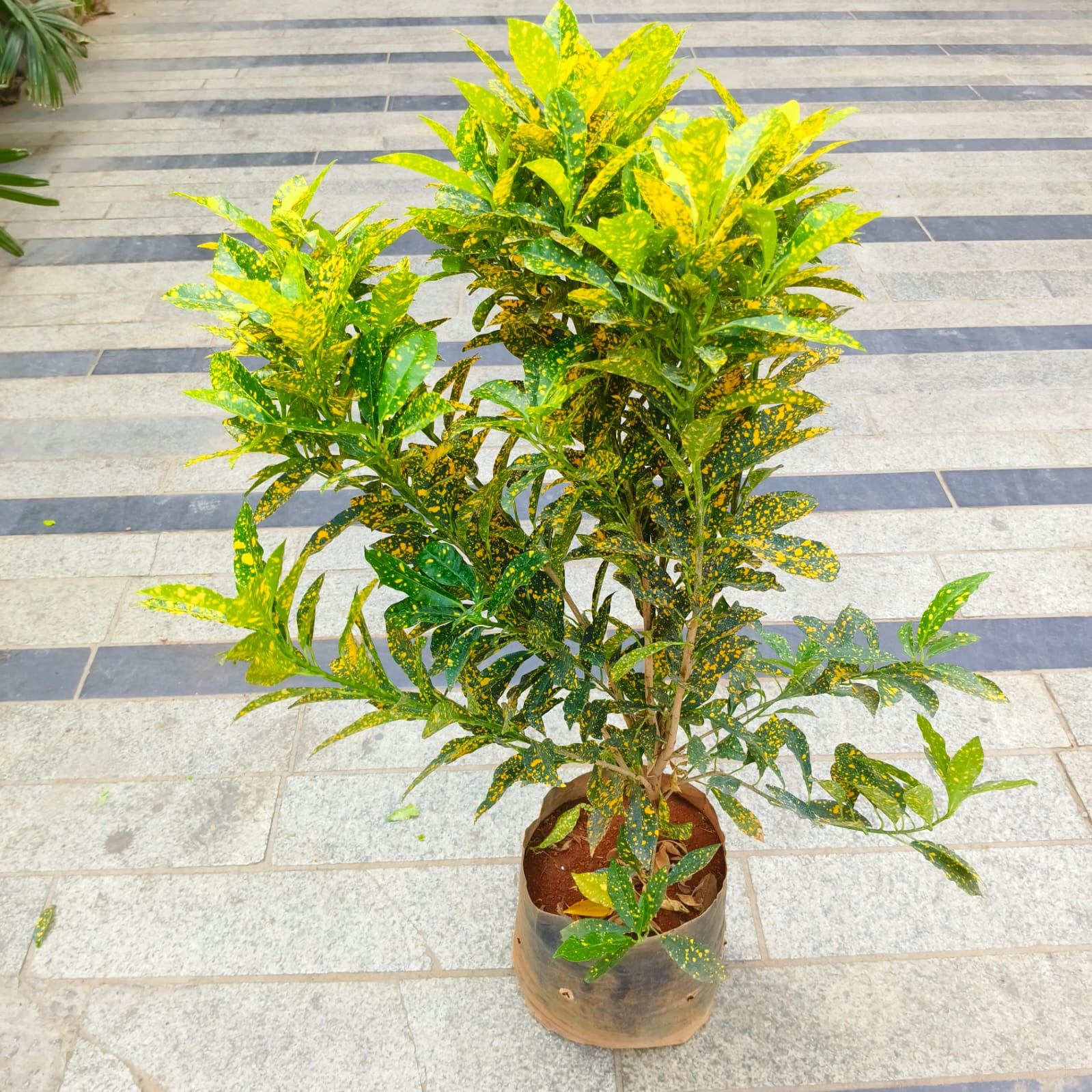 Baby Croton Gold Star in 7 Inch Nursery Bag