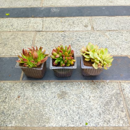 Buy Set of 3 - Pagoda Red, Echeveria & Sedum Dendroideum in 3 inch Nursery Bag Online | Urvann.com