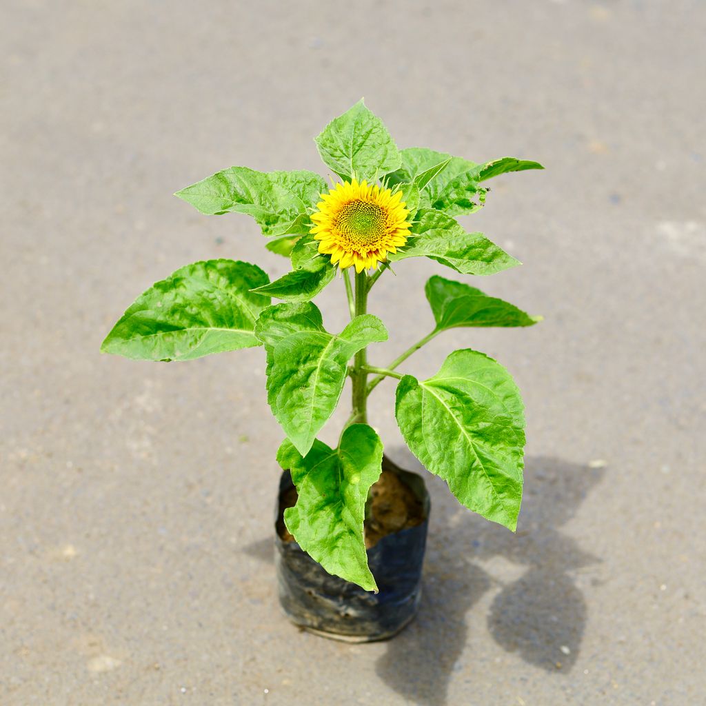 Sunflower in 4 Inch Nursery Bag