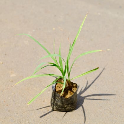 Buy Lemon Grass in 4 Inch Nursery Bag Online | Urvann.com