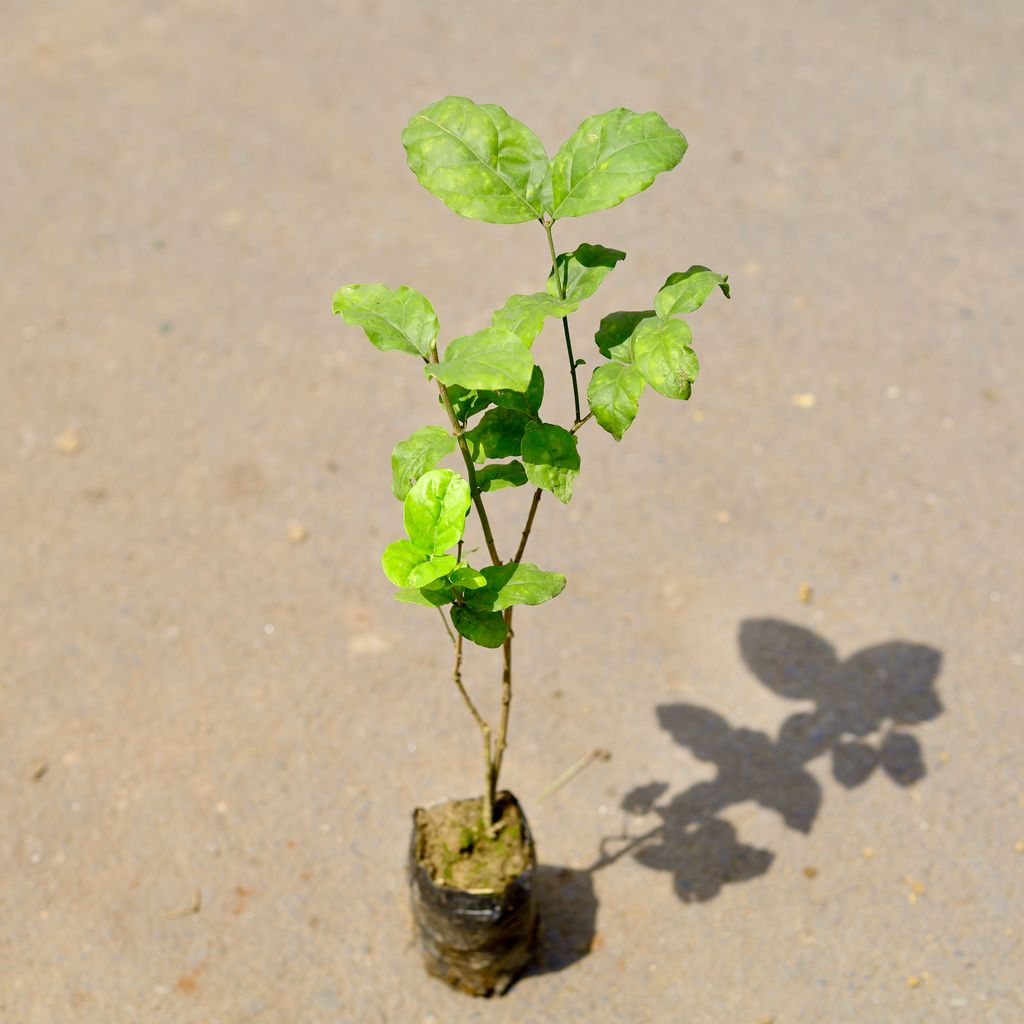 Mogra / Jasmine Plant in 4 inch Nursery bag