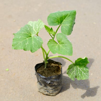 Buy Sitaphal / Custard Apple plant in 4 inch Nursery bag Online | Urvann.com