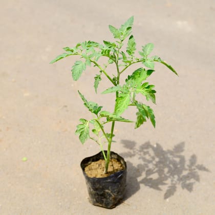 Buy Tomato in 4 Inch Nursery Bag Online | Urvann.com