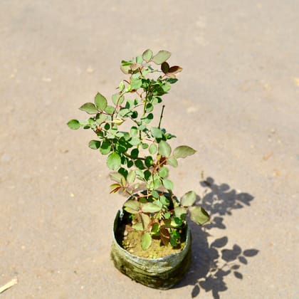 Buy Desi Gulab / Rose (any colour) in 4 Inch Nursery Bag Online | Urvann.com