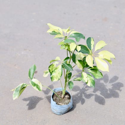 Buy Schefflera Brassia Plant in 4 Inch Nursery Bag Online | Urvann.com