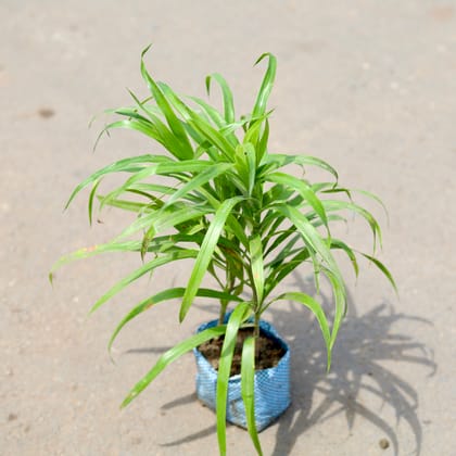 Buy Dracaena green in 4 inch Nursery Bag Online | Urvann.com