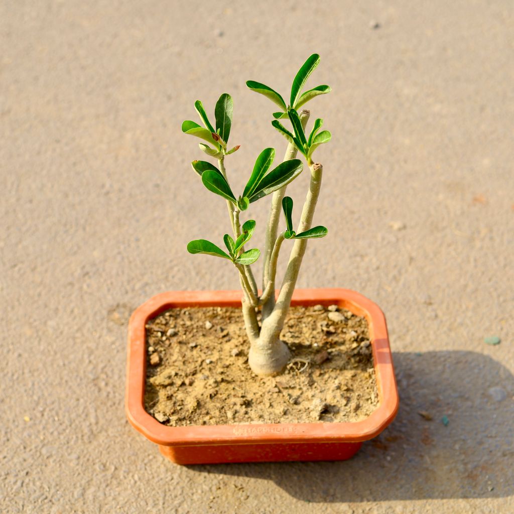 Adenium Pink in 10 Inch Plastic Bonsai Tray