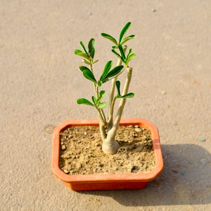 Buy Adenium Pink in 10 Inch Plastic Bonsai Tray Online | Urvann.com