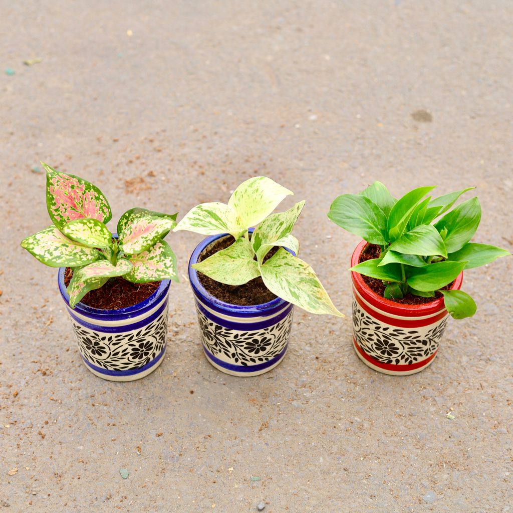 Set of 3 - Aglaonema Pink Dalmatian, Peace Lily & Money Plant Marble in 4 inch Classy Cylindrical Ceramic Pot (any colour & design)