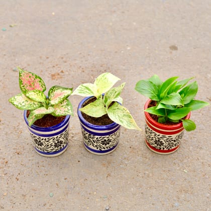 Buy Set of 3 - Aglaonema Pink Dalmatian, Peace Lily & Money Plant Marble in 4 inch Classy Cylindrical Ceramic Pot (any colour & design) Online | Urvann.com