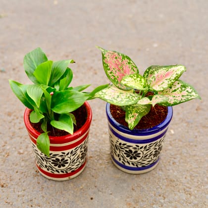 Buy Set of 2 - Peace Lily & Aglaonema Pink Dalmatian in 4 inch Classy Cylindrical Ceramic Pot (any colour & design) Online | Urvann.com