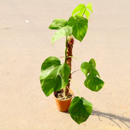 Buy Monstera Deliciosa with moss stick in 6 Inch Nursery Pot Online | Urvann.com