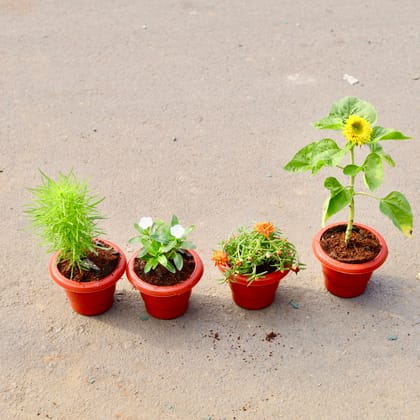 Buy Set of 4 - Kochia ,Sadabahar, Portulaca Moss rose & Sunflower (any colour) in 6 inch Classy Red Plastic Pot Online | Urvann.com