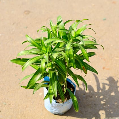 Buy Dracaena Messenger / Song of India Green in 6 Inch Nursery Bag Online | Urvann.com