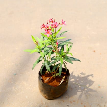 Buy Kaner / Oleander (any colour) in 6 Inch Nursery Bag Online | Urvann.com