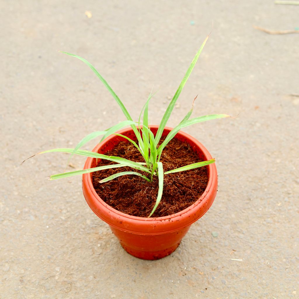 Lemon Grass in 8 inch Classy Red Plastic Pot