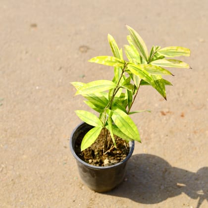 Buy Dracaena Milky in 6 Inch Nursery Pot Online | Urvann.com