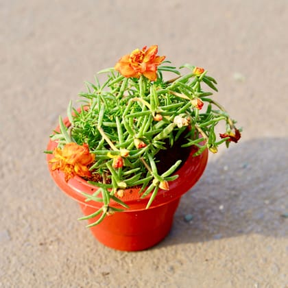 Buy Portulaca Moss Rose (any colour) in 6 Inch Classy Red Plastic Pot Online | Urvann.com