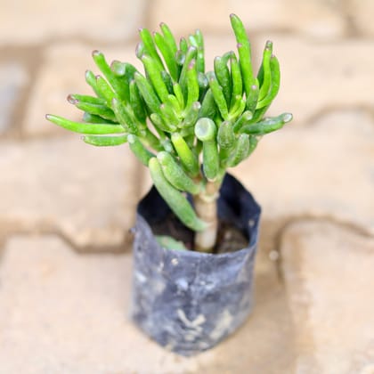 Buy Crassula Jade Gollum / Finger Succulent in 4 Inch Nursery Bag Online | Urvann.com