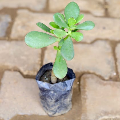 Buy Crassula Ovata Succulent in 4 Inch Nursery Bag Online | Urvann.com