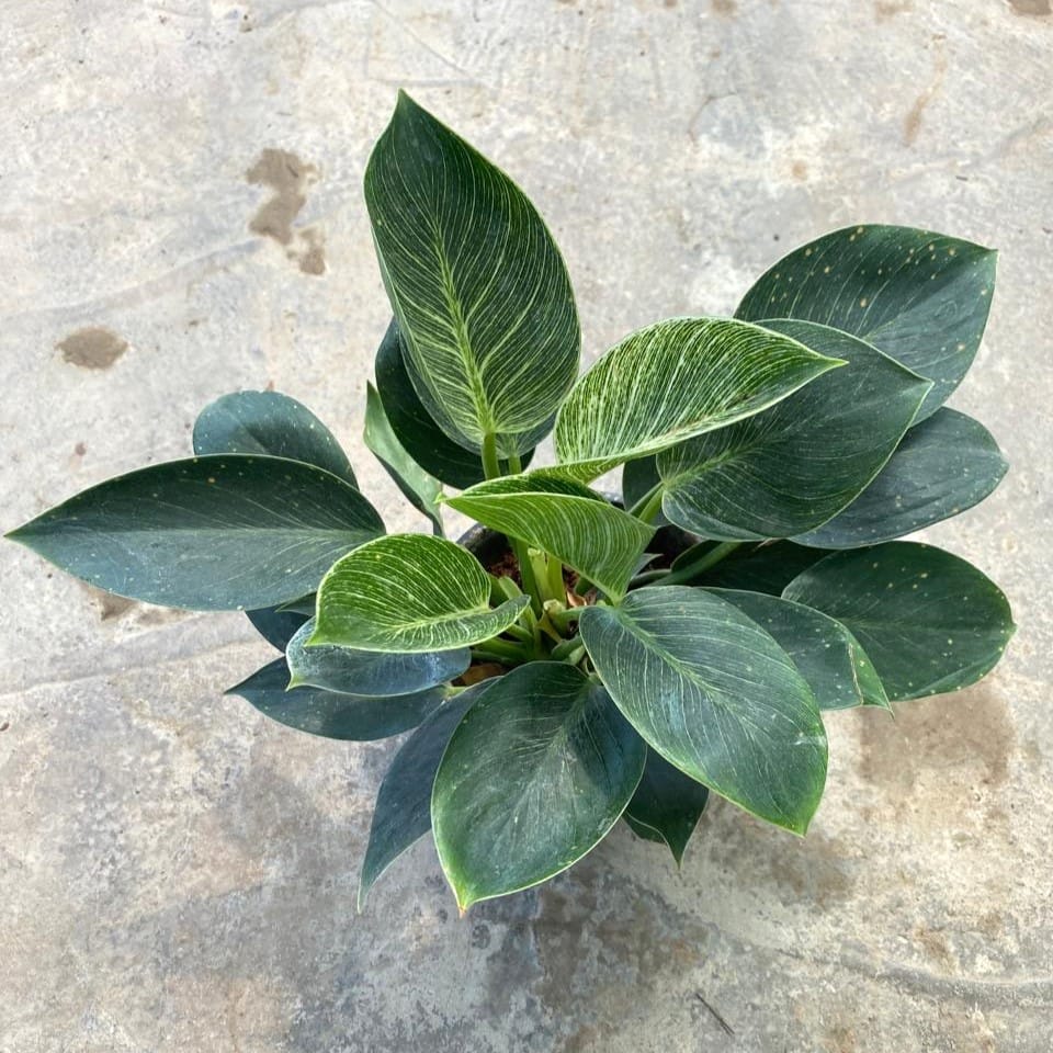 Buy Philodendron Birkin in 6 inch Nursery pot Online | Urvann.com Philodendron Birkin in 6 inch Nursery pot