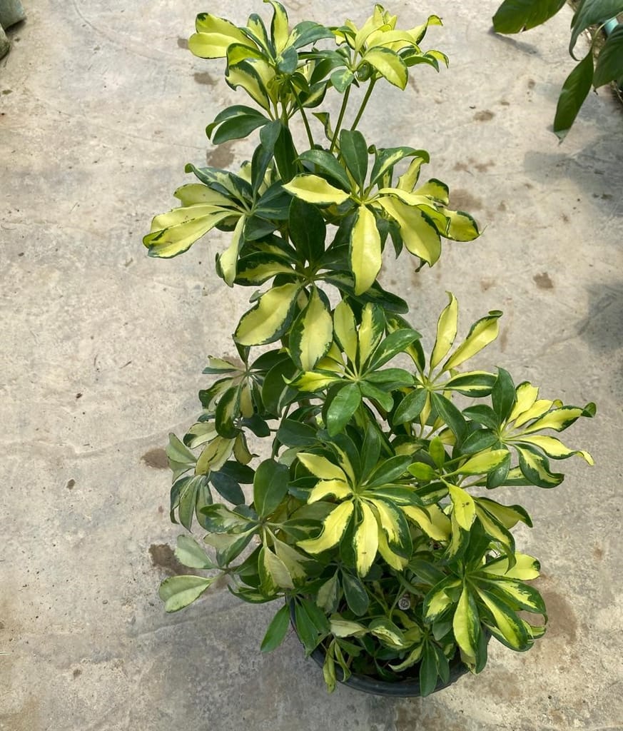 Buy Schefflera Variegated in 8 Inch Nursery Pot Online | Urvann.com Schefflera Variegated in 8 Inch Nursery Pot